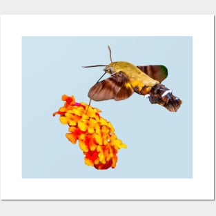 Hummingbird Hawk moth Posters and Art